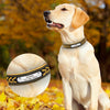 Image of Customized Adjustable Leather Dog Collar For Small, Medium & Large Dogs