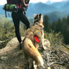 Image of Nylon Military Tactical Dog Harness for Training & Hunting - Made for Medium & Large Dogs