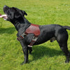 Image of Genuine Leather Dog Harness for Large Dogs