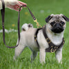 Image of Adjustable Genuine Leather Dog Harness + Walking Leash For Small & Medium Dogs